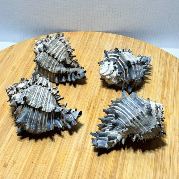 ๐ Lot of (4) Black Murex Shell Sea Snail Conch Spiral Nautical Decor - Picture 8 of 15